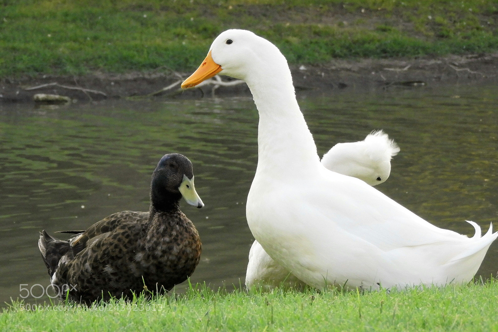 Nikon Coolpix B700 sample photo. Ducks photography