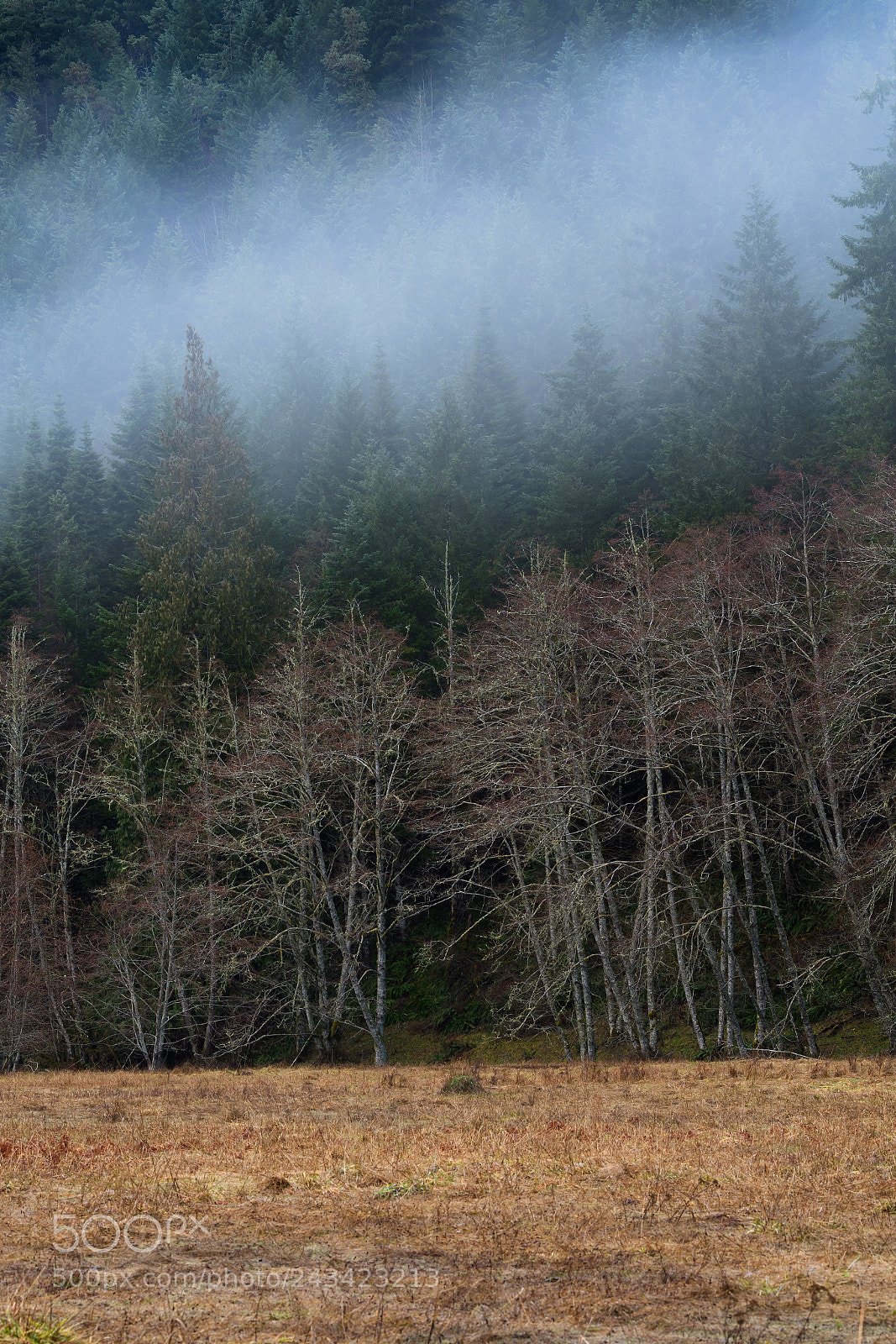 Nikon D500 sample photo. Elwha valley fog, olympic photography