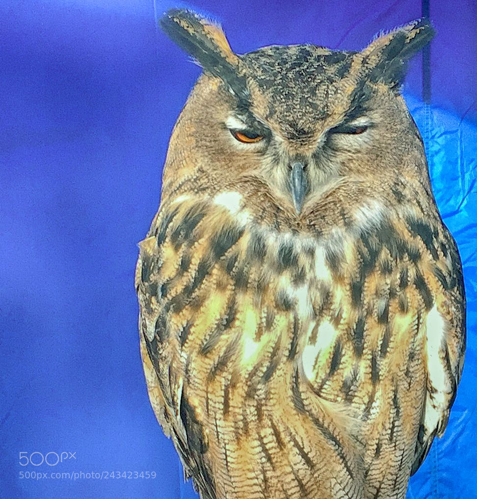 Apple iPhone 6 sample photo. An owl photography