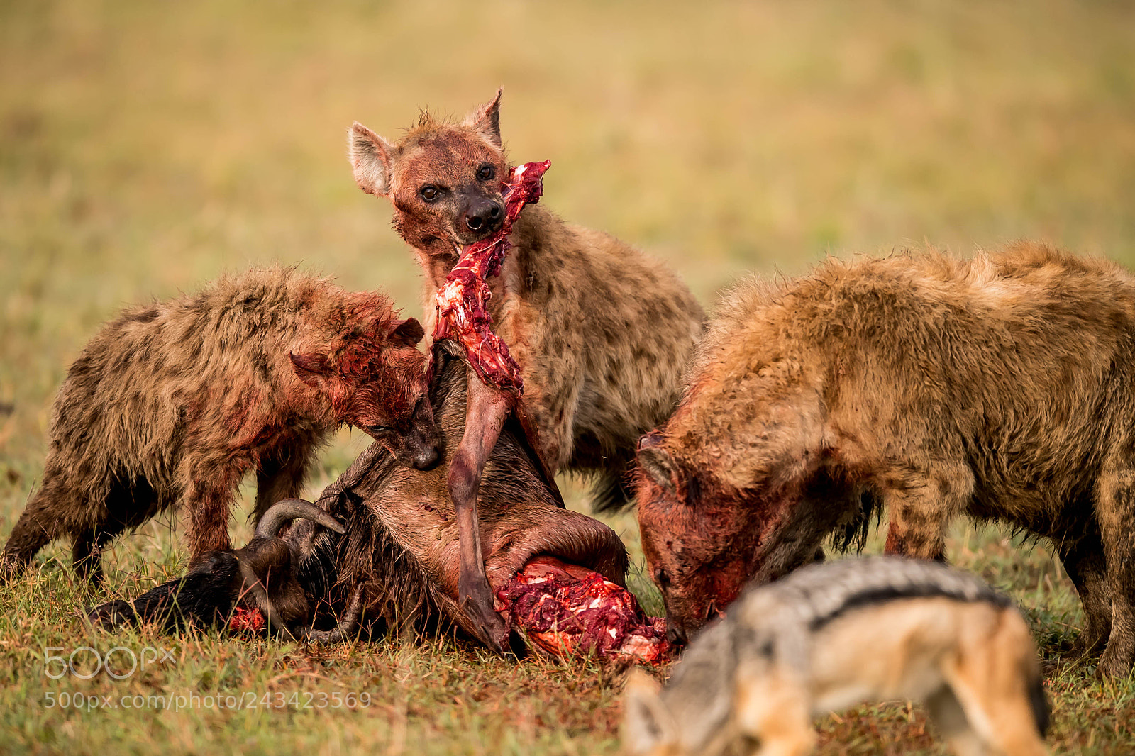 Nikon D5 sample photo. Hyena photography