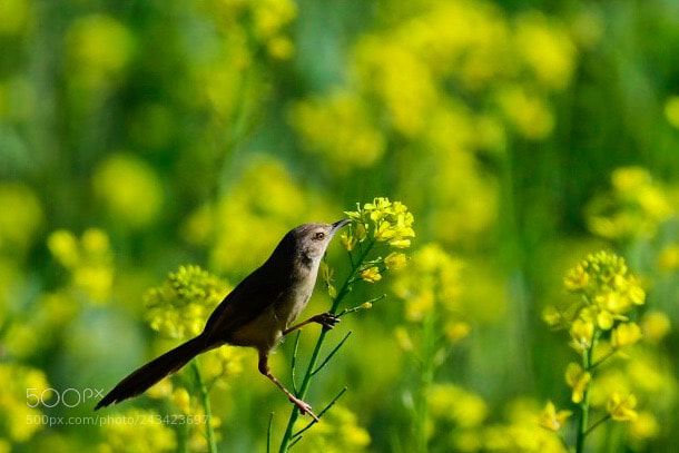 Nikon D500 sample photo. Rufous-fronted prinia photography