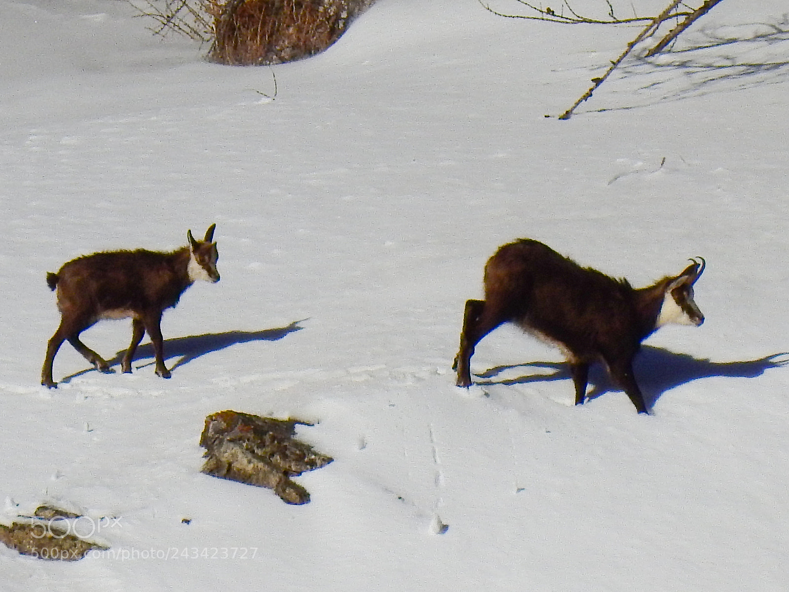 Nikon Coolpix P900 sample photo. Chamois 2 photography