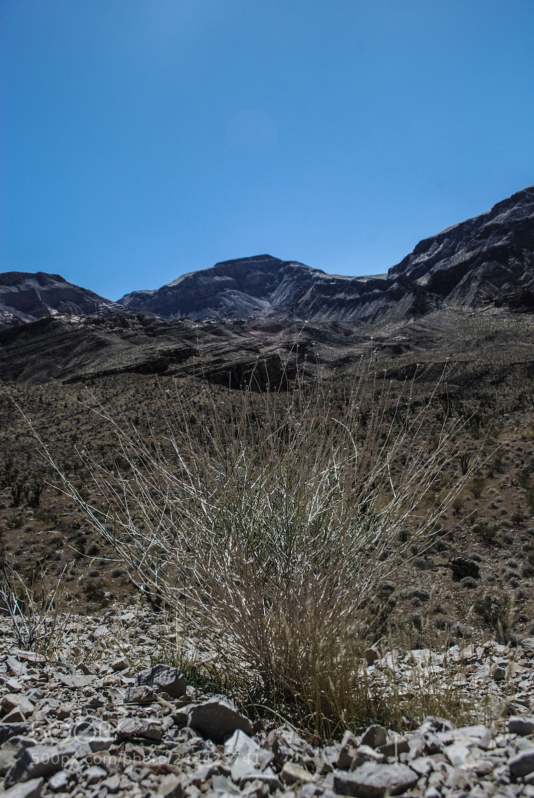 Nikon D60 sample photo. Deep the field photography