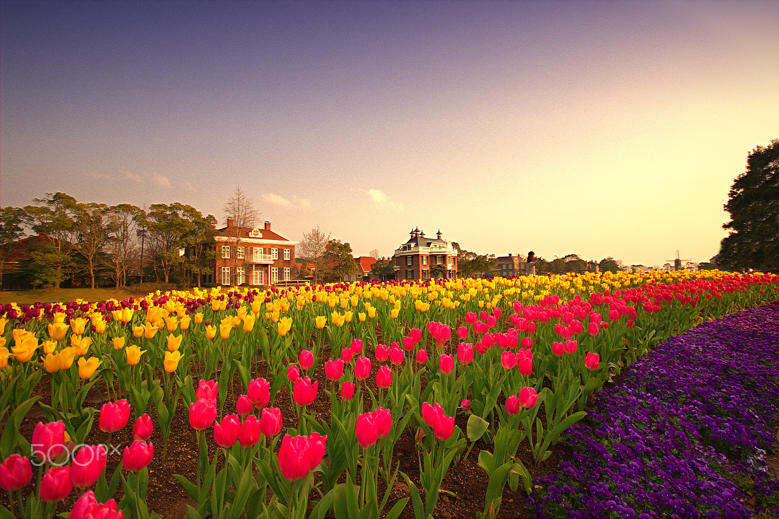 Canon EOS 600D (Rebel EOS T3i / EOS Kiss X5) + Sigma 10-20mm F4-5.6 EX DC HSM sample photo. Nagasaki tulips photography