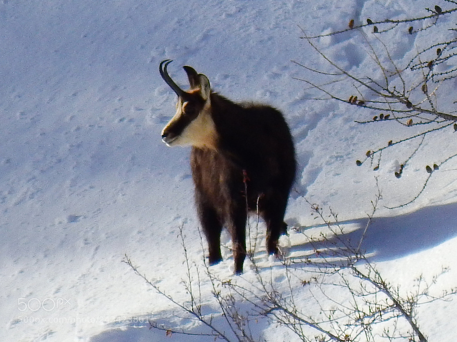 Nikon Coolpix P900 sample photo. Chamois 1 photography