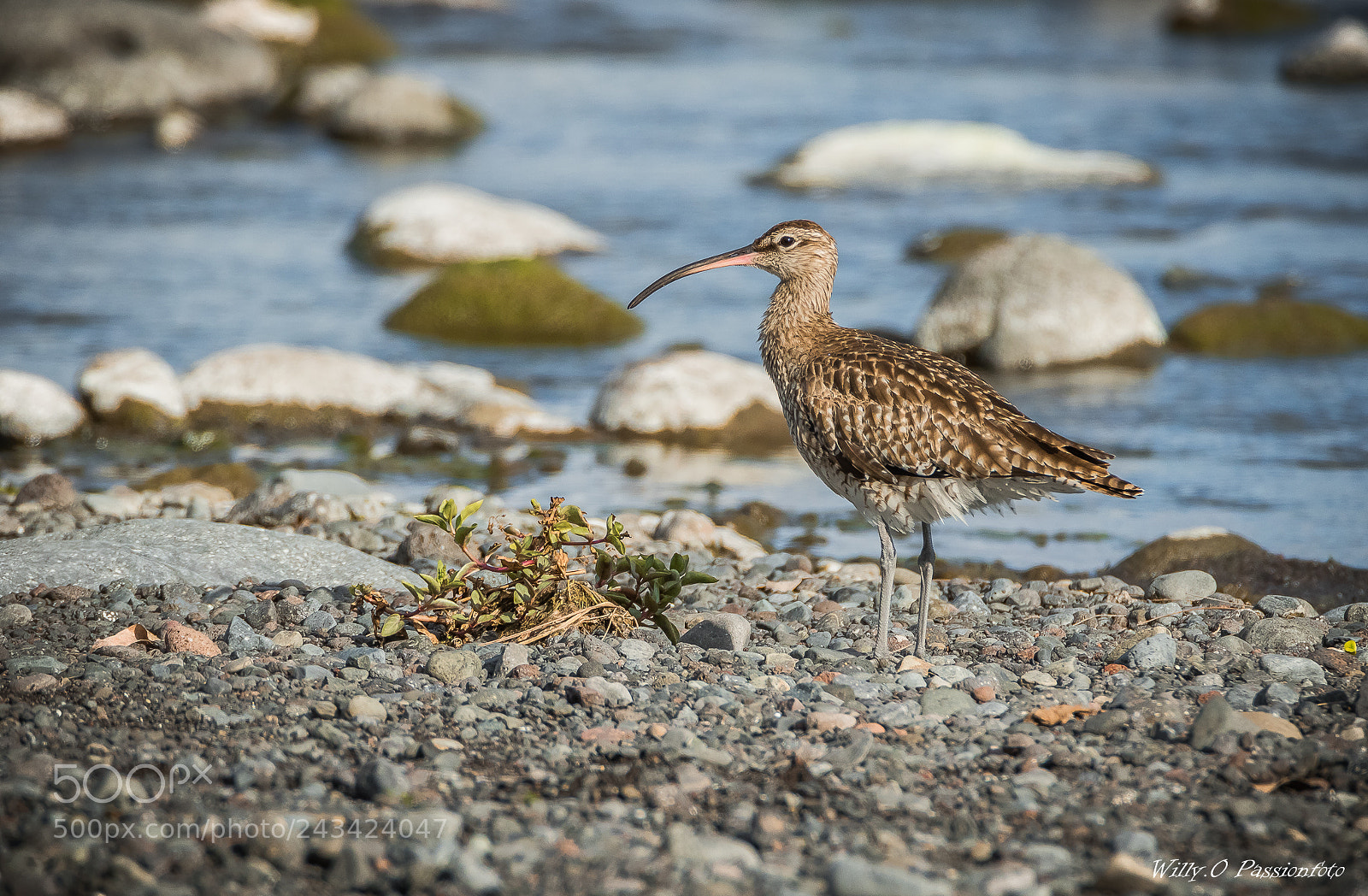 Canon EOS 7D Mark II sample photo. Courlis corlieu photography