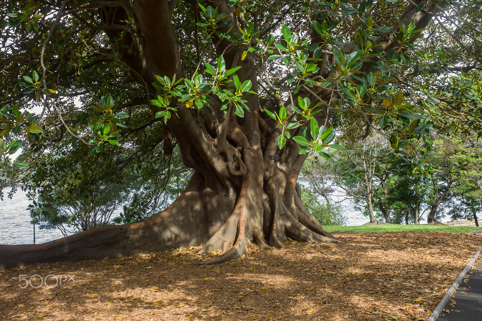 Leica M9 + Summicron-M 50mm f/2 (III) sample photo. Fig tree photography