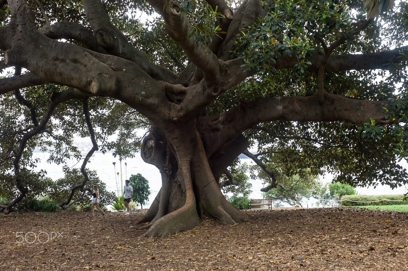 Summicron-M 50mm f/2 (III) sample photo. Fig tree photography