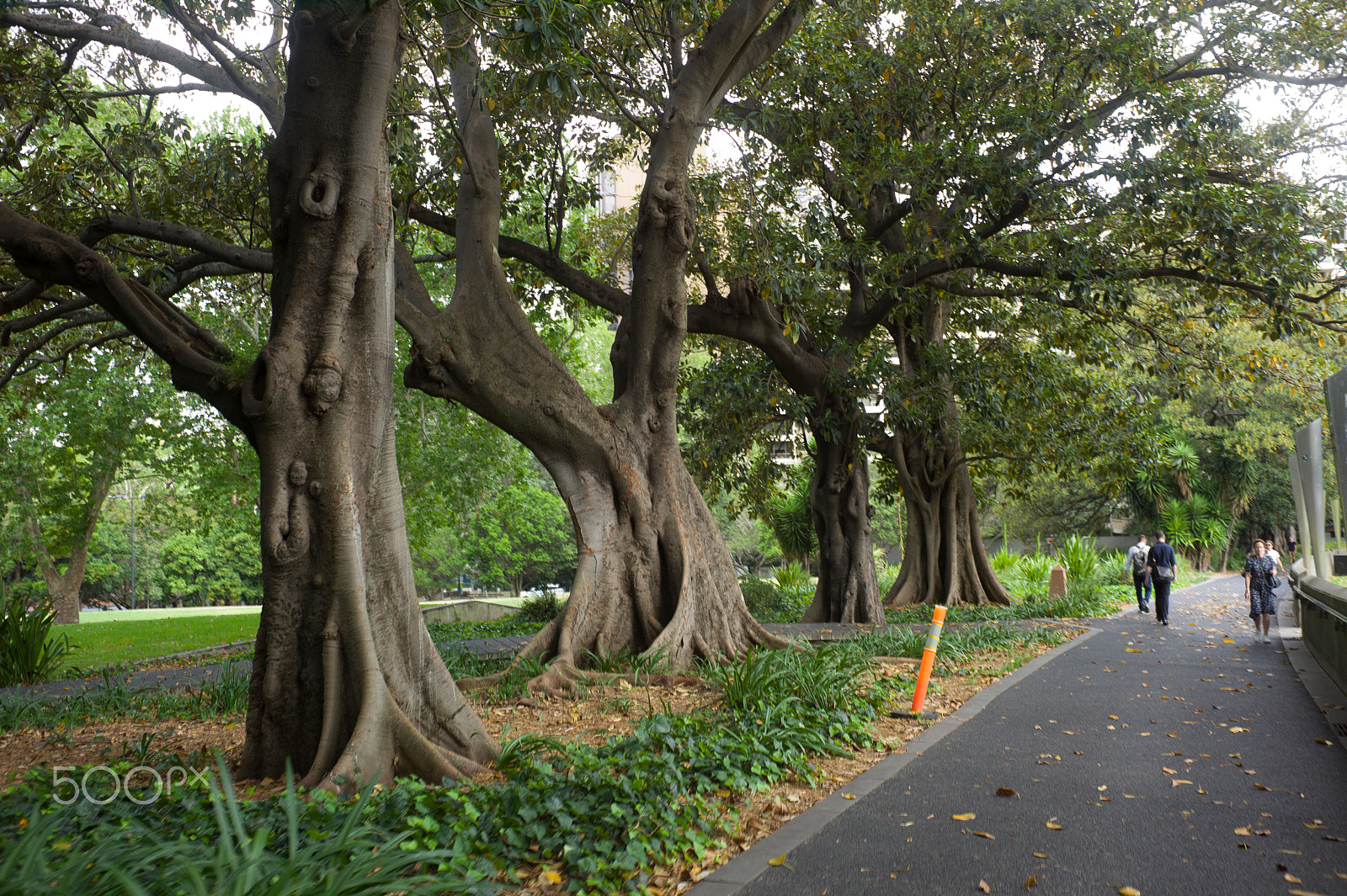 Summicron-M 50mm f/2 (III) sample photo. Fig trees photography