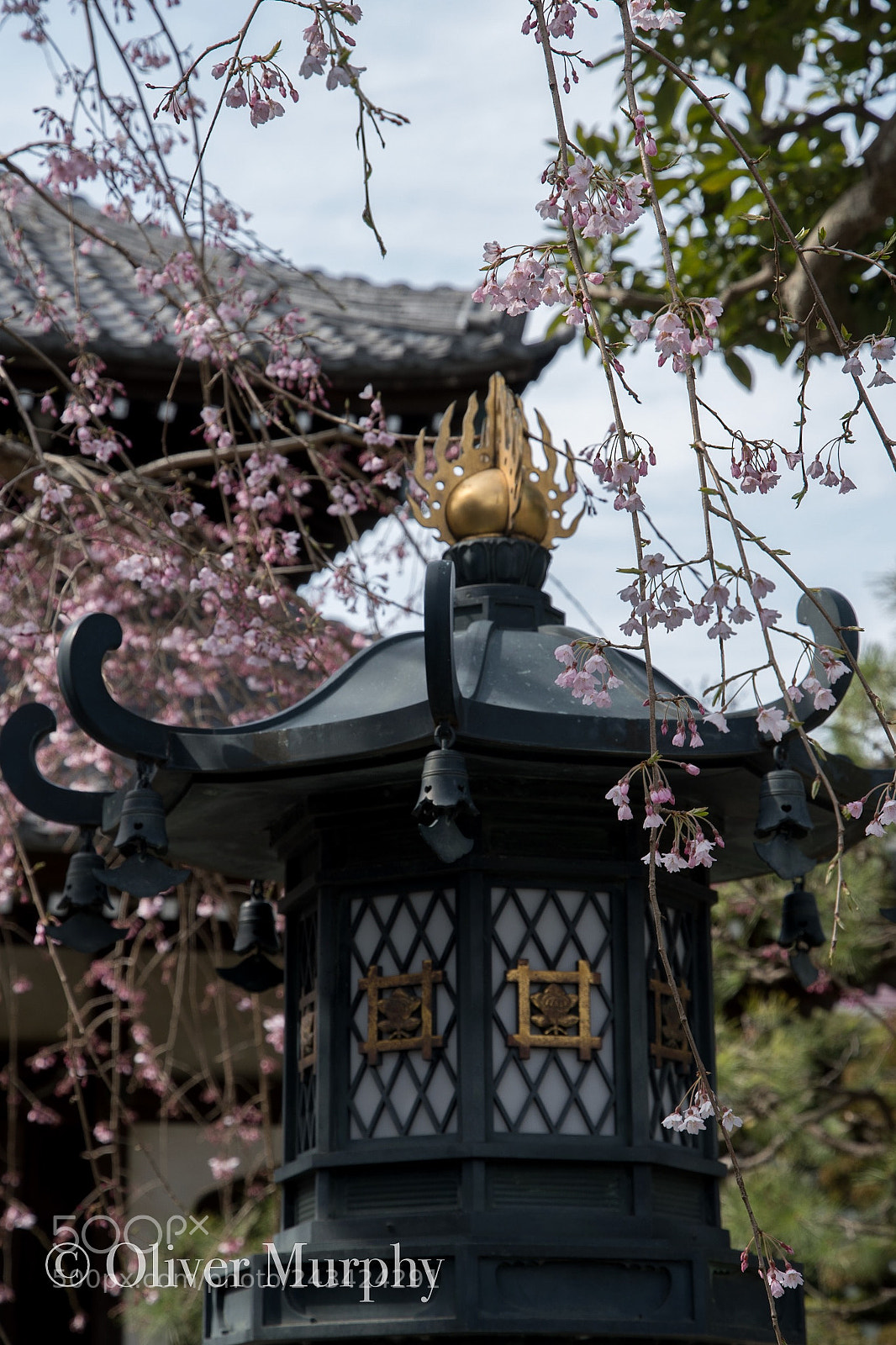 Nikon D500 sample photo. Chinatown yokohama, japan photography