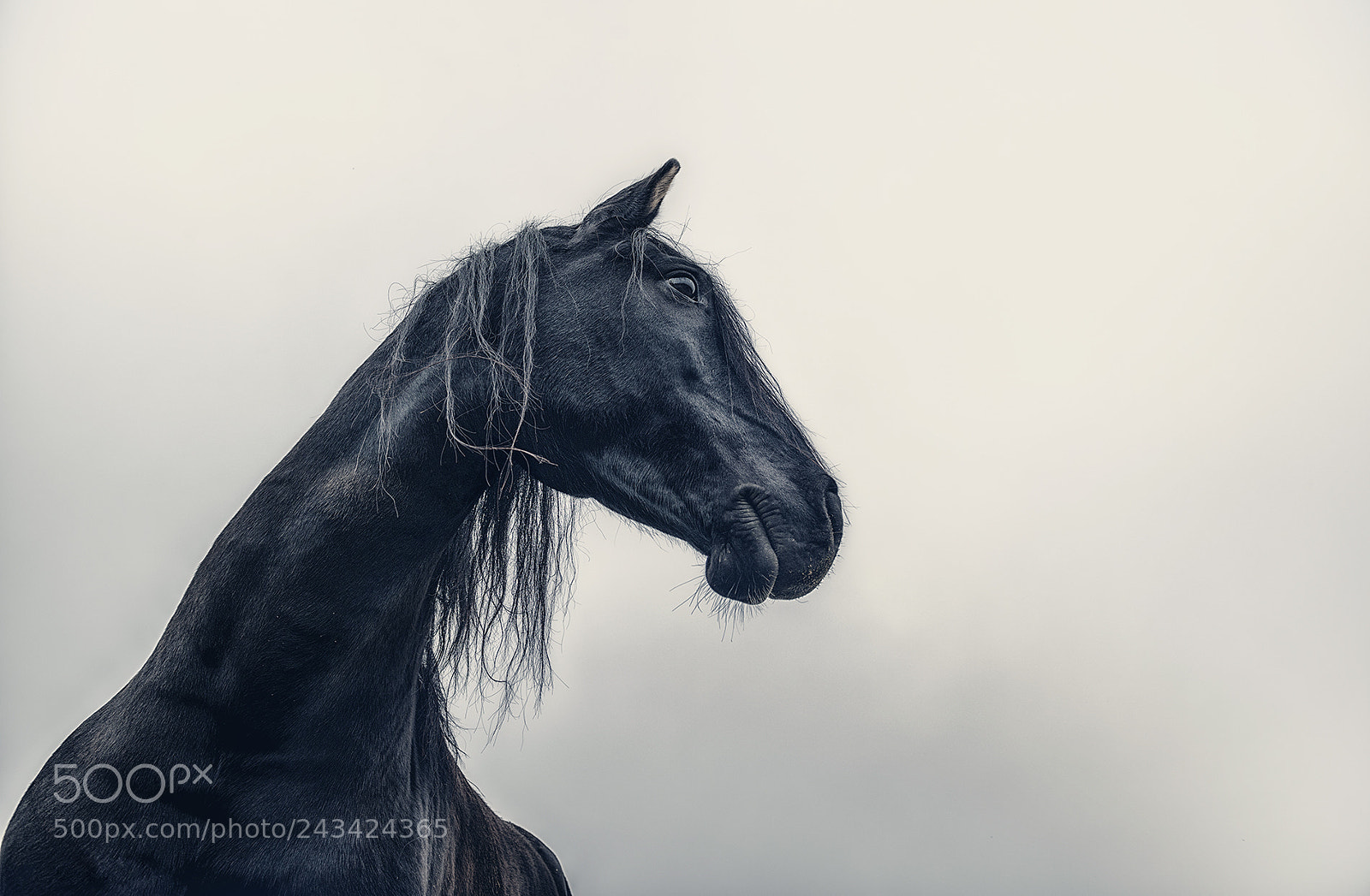 Nikon D800E sample photo. Black horse photography