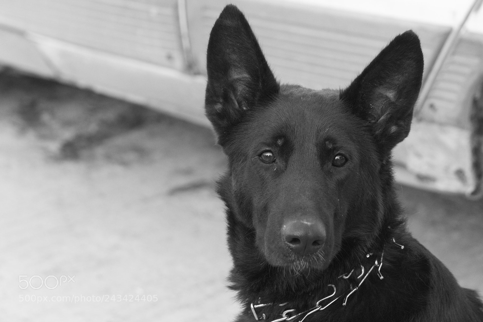 Canon EOS 650D (EOS Rebel T4i / EOS Kiss X6i) sample photo. Dog photography
