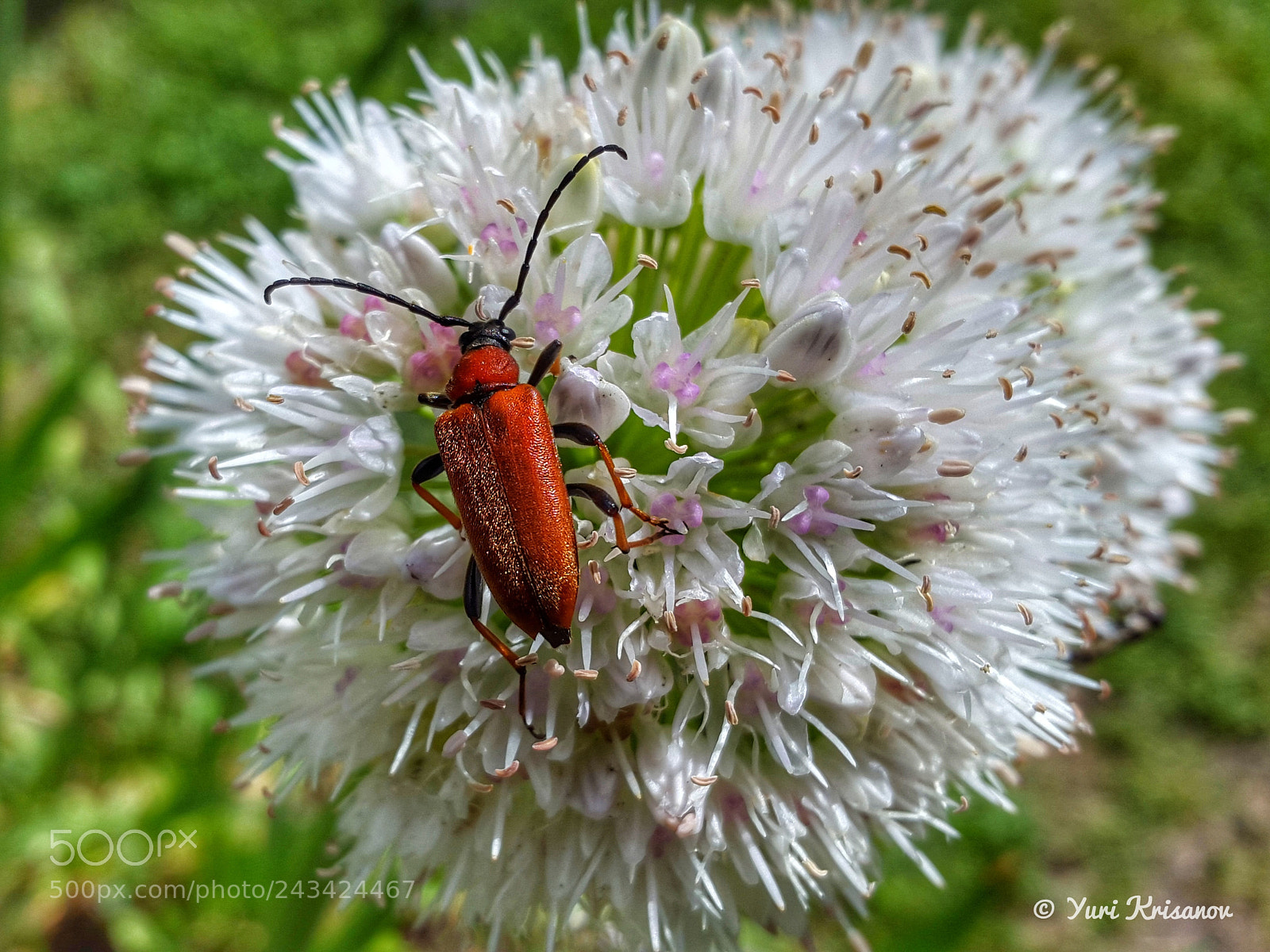 Samsung Galaxy Alpha sample photo. Beetle leptura red feeds photography