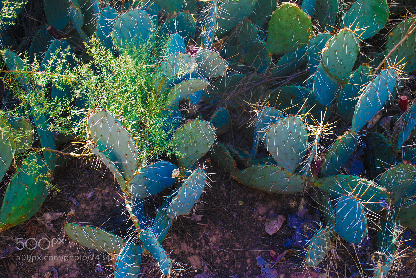 Nikon D60 sample photo. Color photography