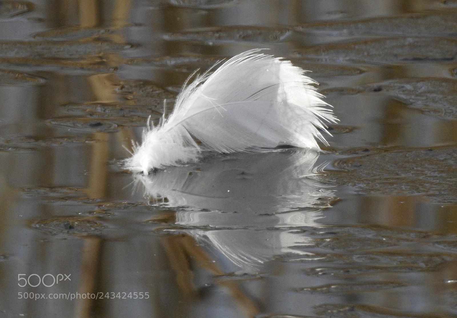 Nikon Coolpix P900 sample photo. Feather....? photography