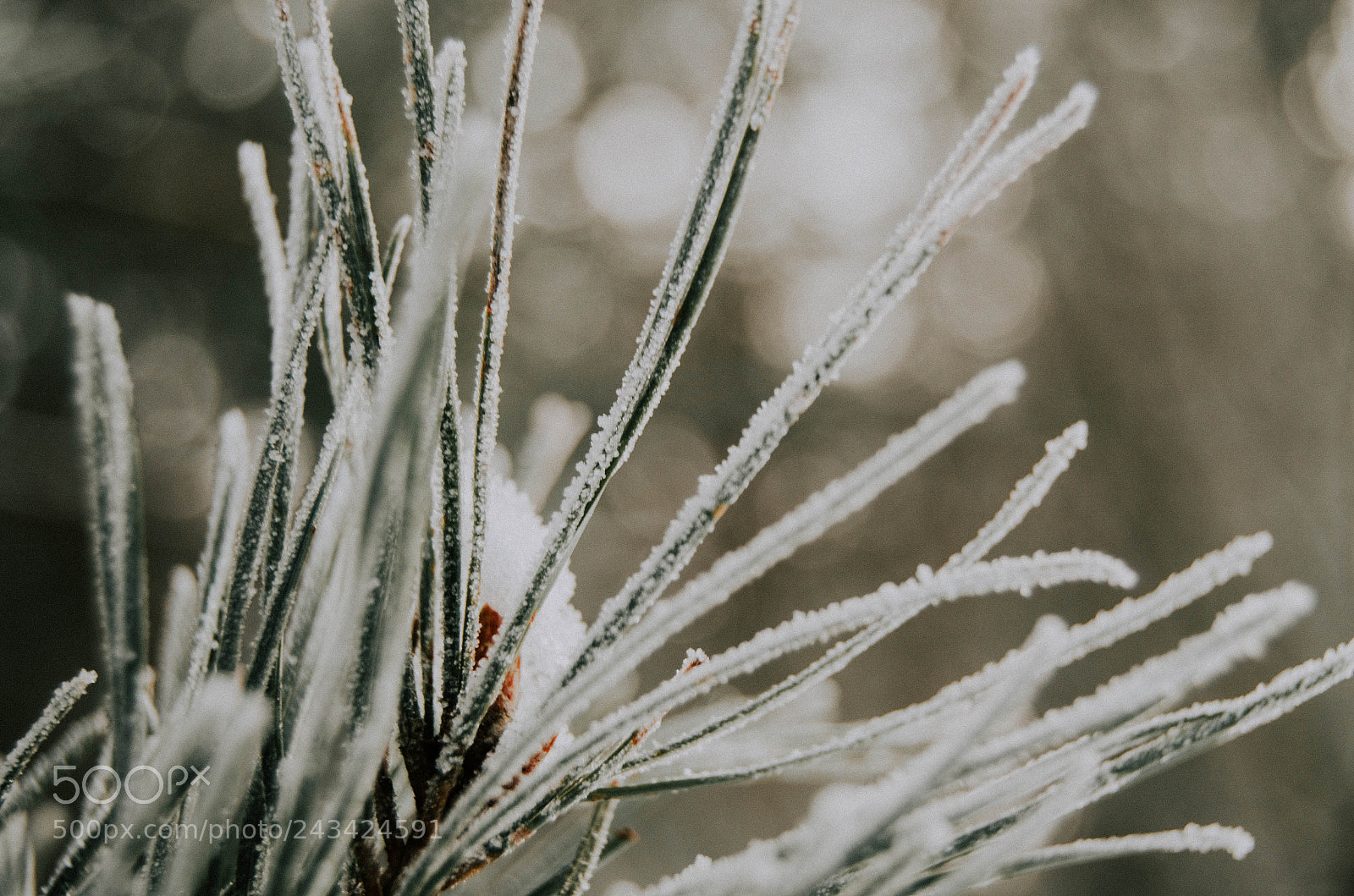 Nikon D5100 sample photo. Branch of pine photography