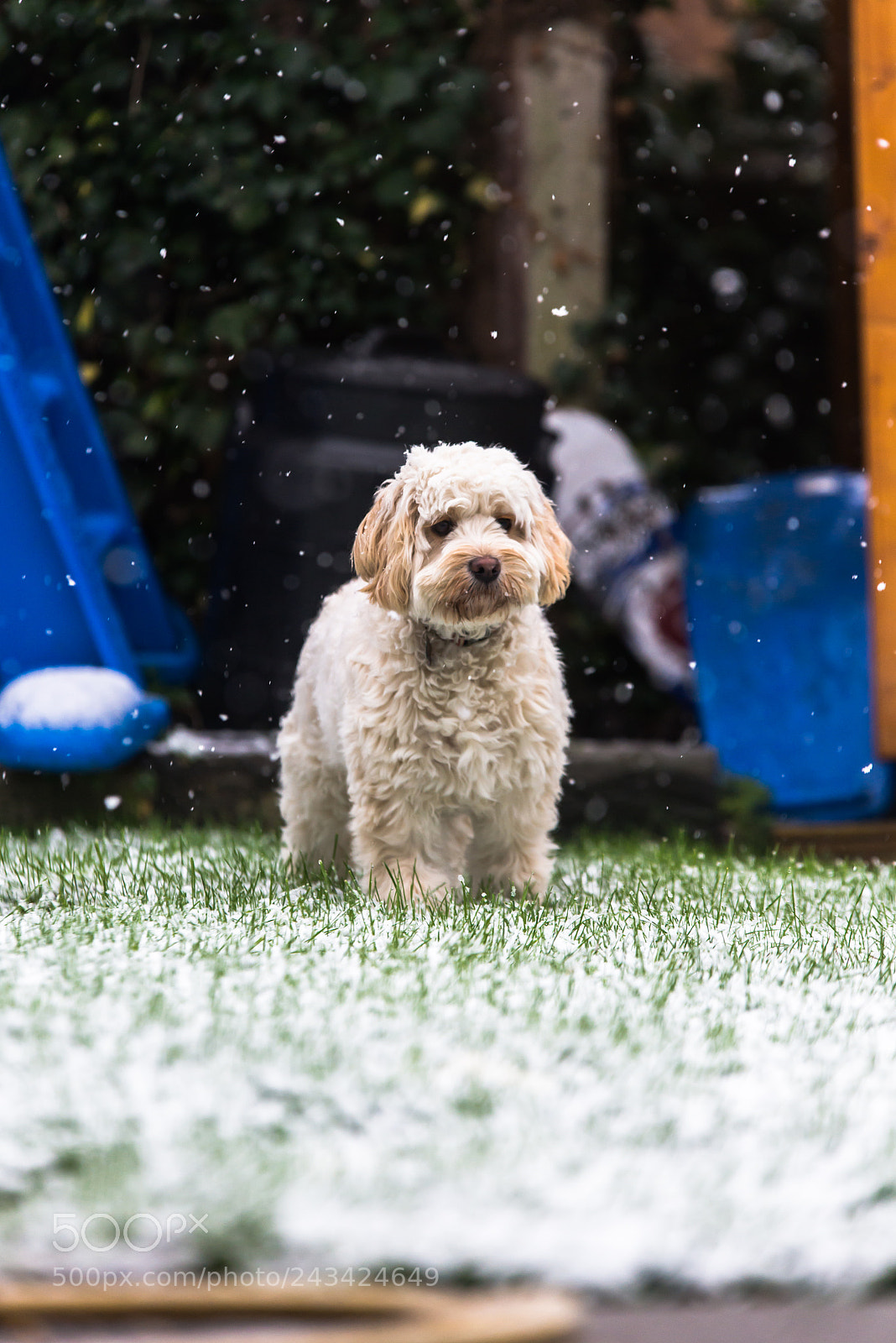 Nikon D610 sample photo. Snow dog photography