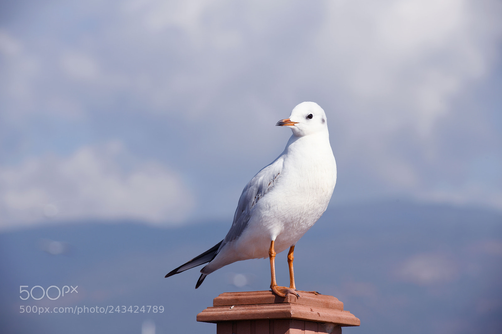 Nikon D850 sample photo. Bird photography