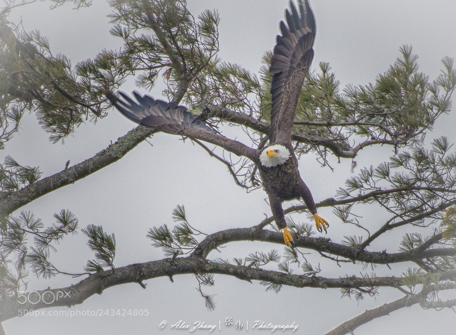 Nikon D500 sample photo. Taking off photography