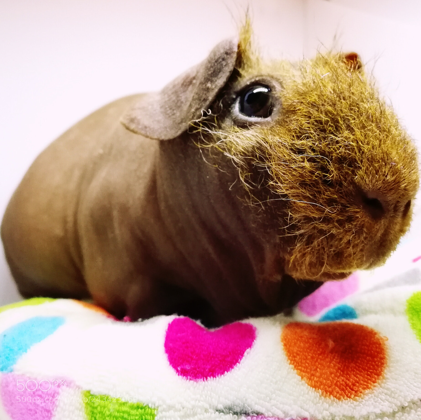 HUAWEI P10 sample photo. Skinny pig 'heintje' from photography