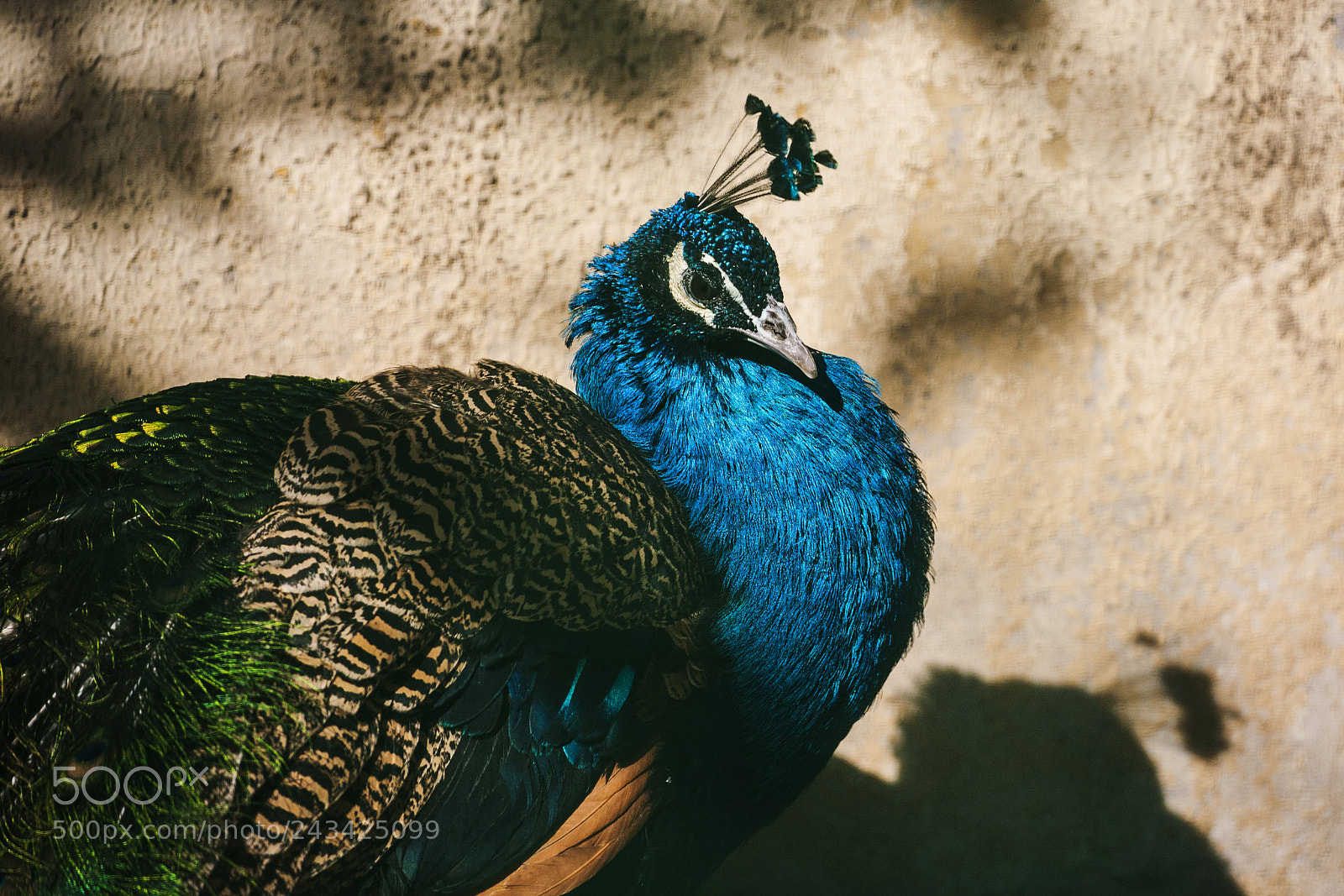 Canon EOS 5D sample photo. Peacock photography