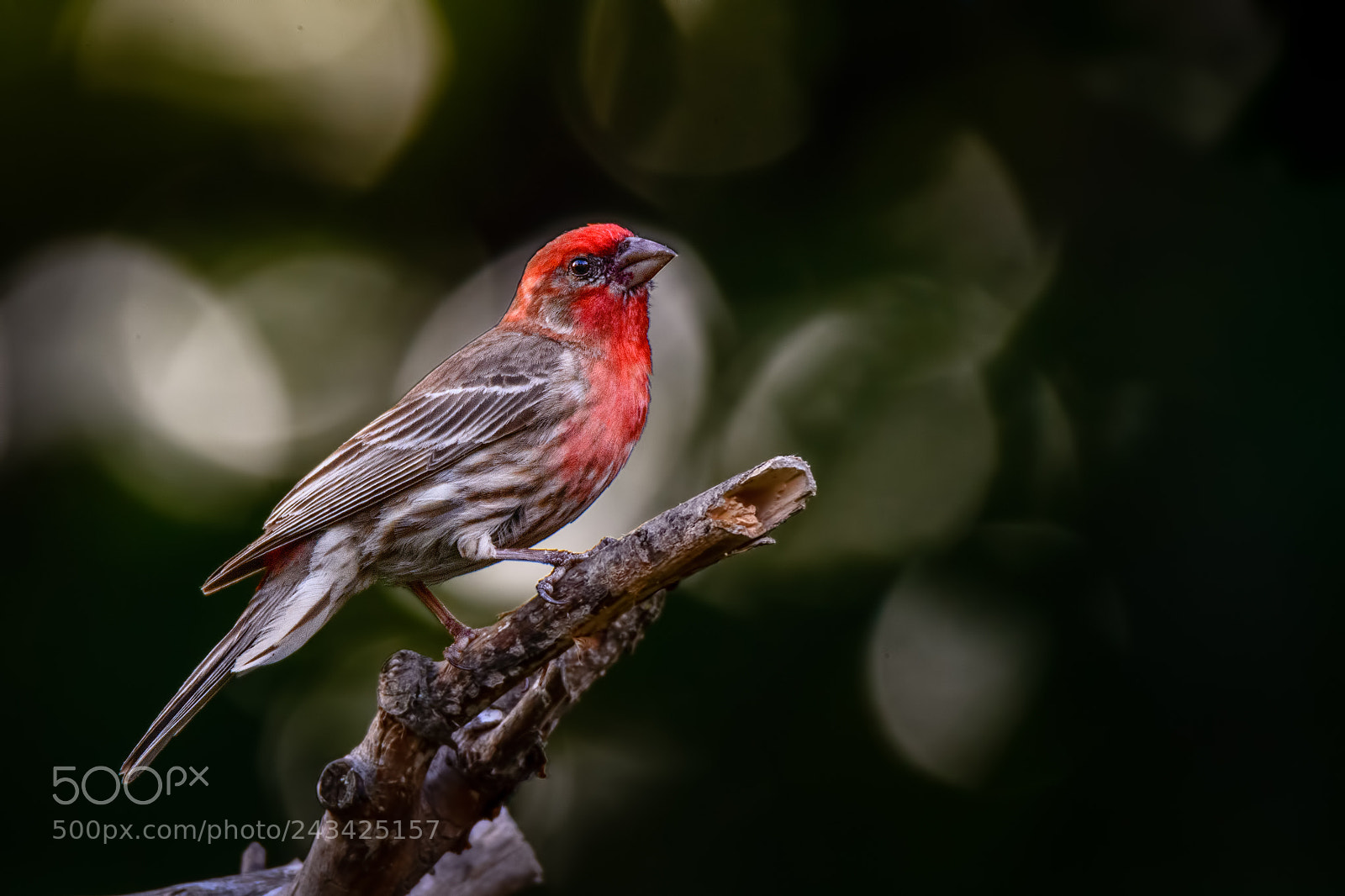 Nikon D7100 sample photo. House finch #7 photography
