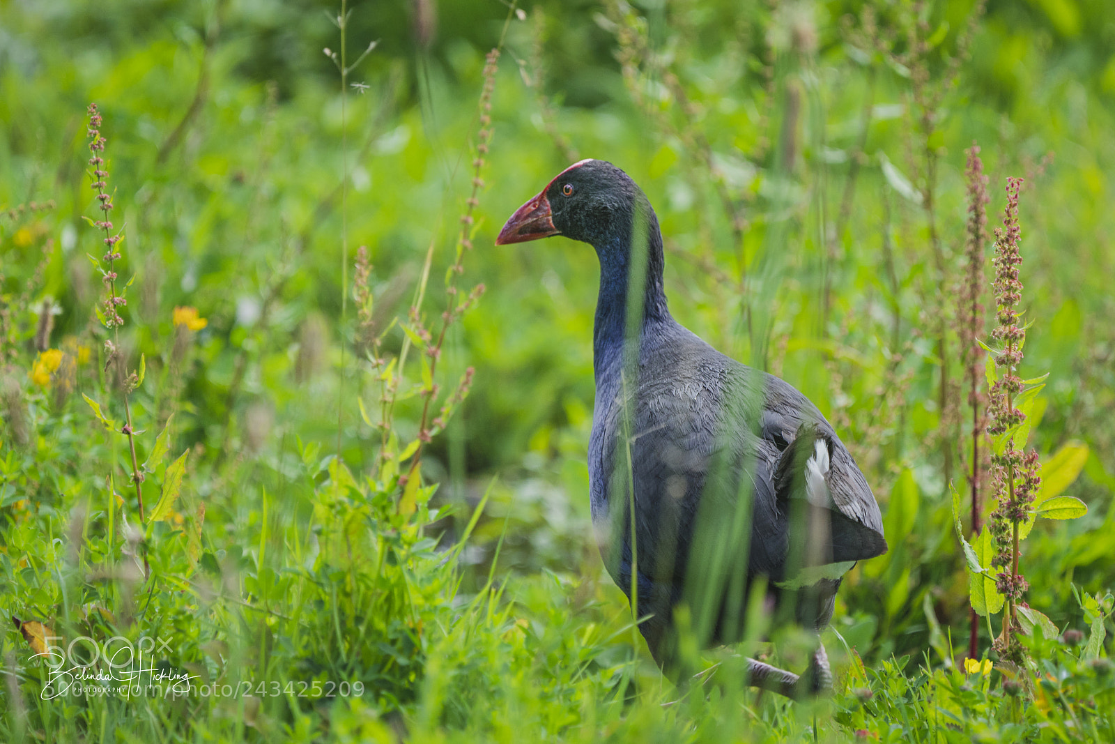 Sony a7R II sample photo. Pukeko photography