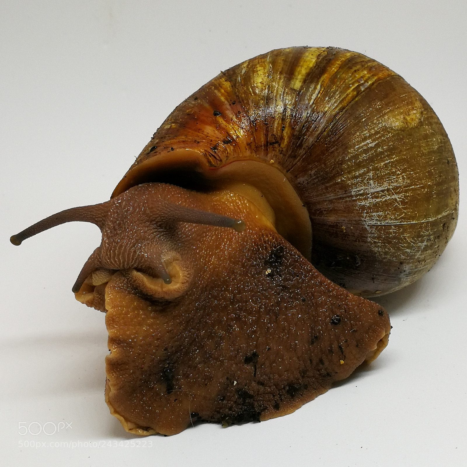 HUAWEI P10 sample photo. Archachatina puylaerti - giant photography