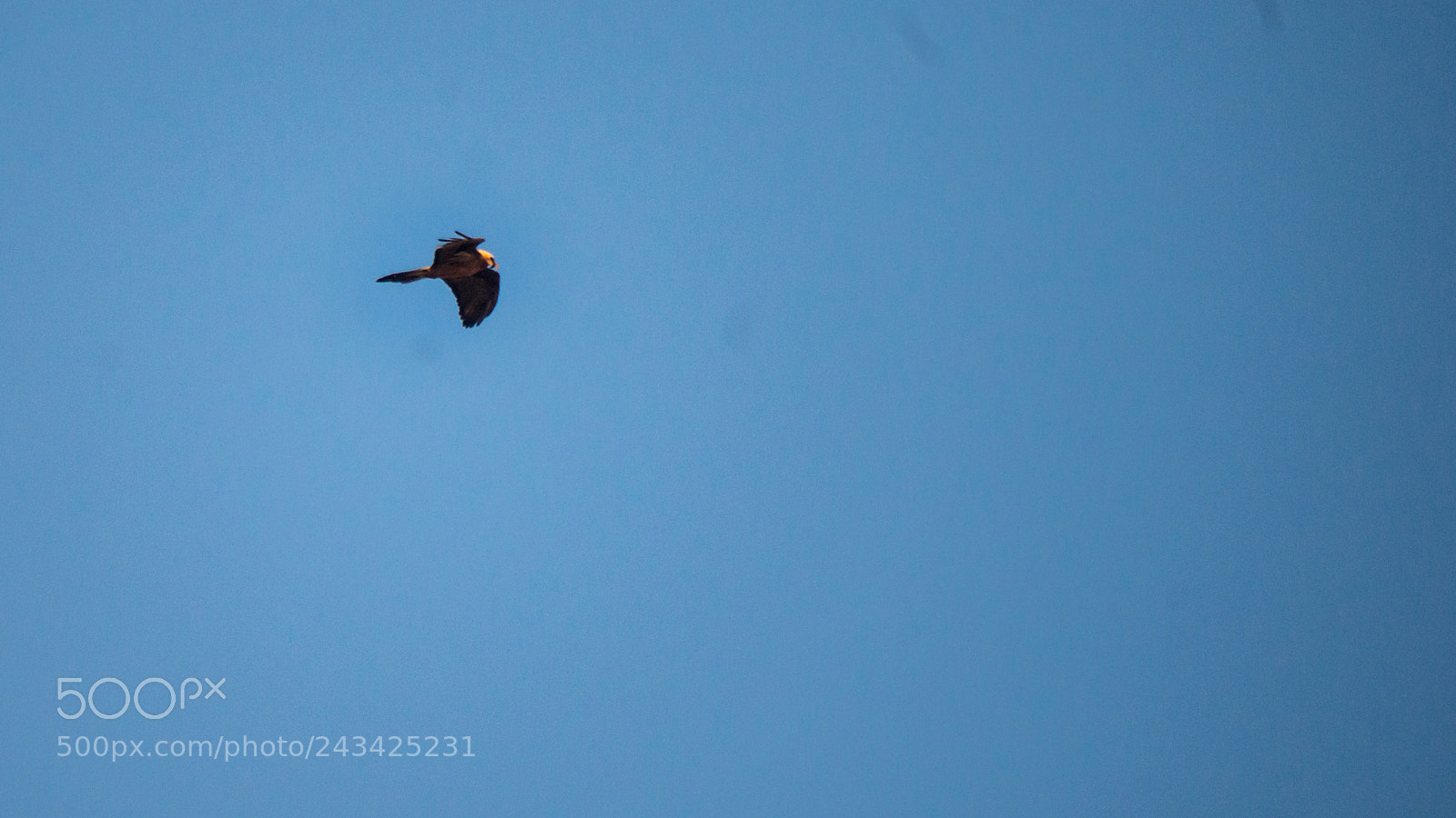 Pentax K-30 sample photo. Gypa te barbu gypaetus photography