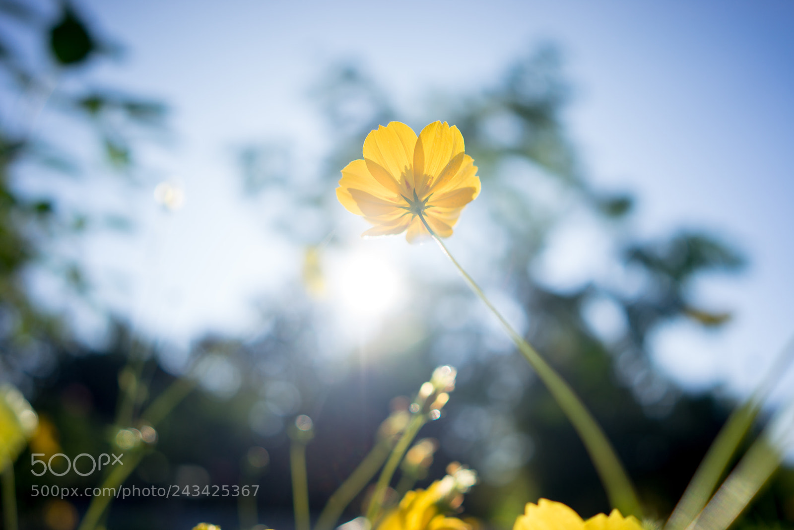 Sony a7R sample photo. Just a flower photography
