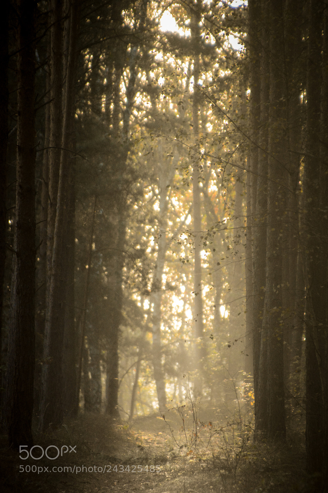 Nikon D7100 sample photo. Forest | nothing there photography