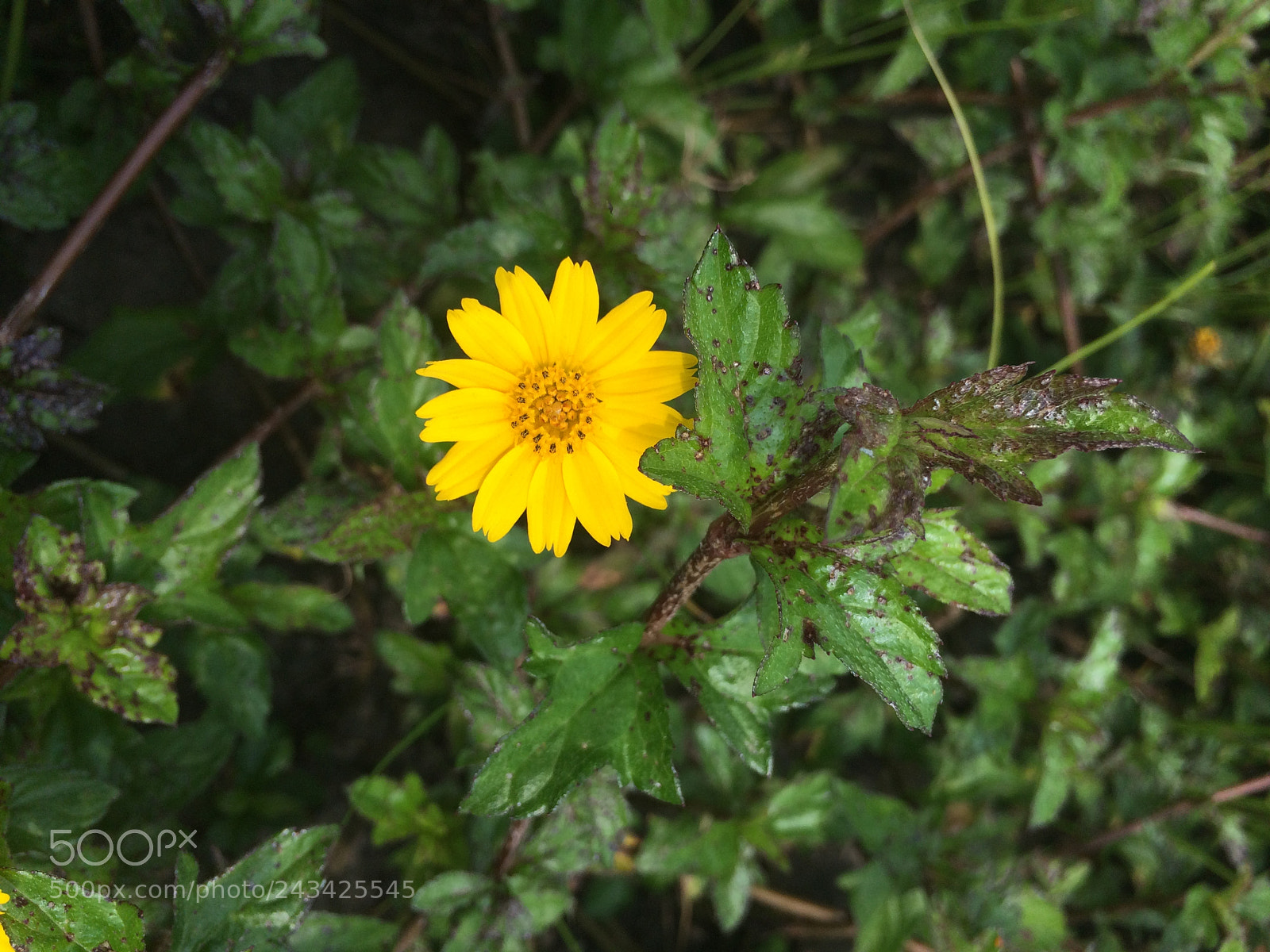Apple iPhone 5s sample photo. Untitled photography