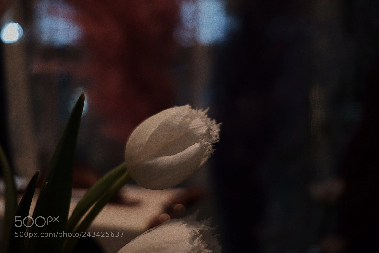 Fujifilm X-Pro2 sample photo. Lonely flower photography