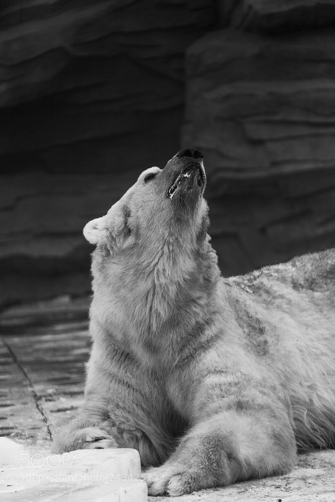 Canon EOS 5D sample photo. Polar bear photography
