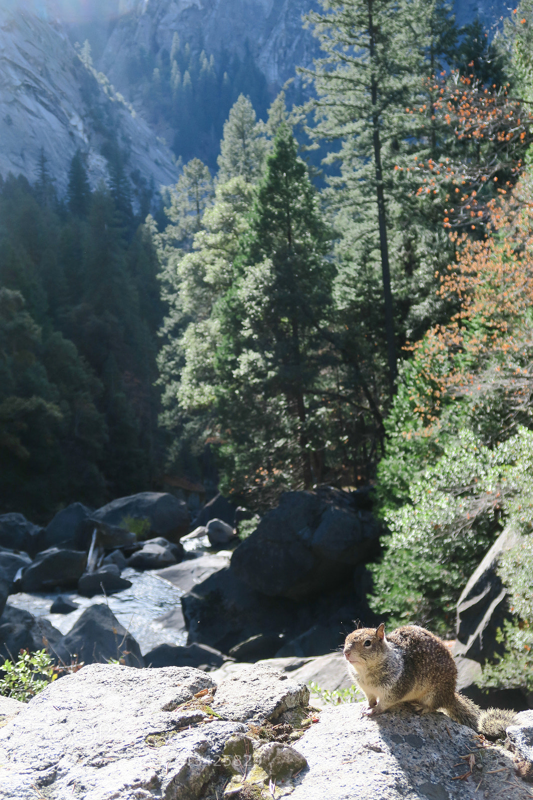 Canon PowerShot G7 X sample photo. Squirrel in yosemite nationalpark photography