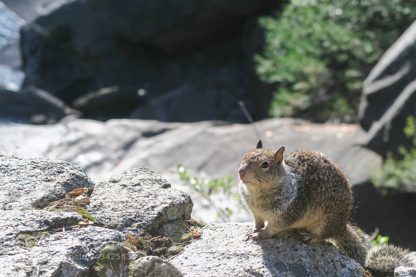Canon PowerShot G7 X sample photo. Squirrel in yosemite nationalpark photography