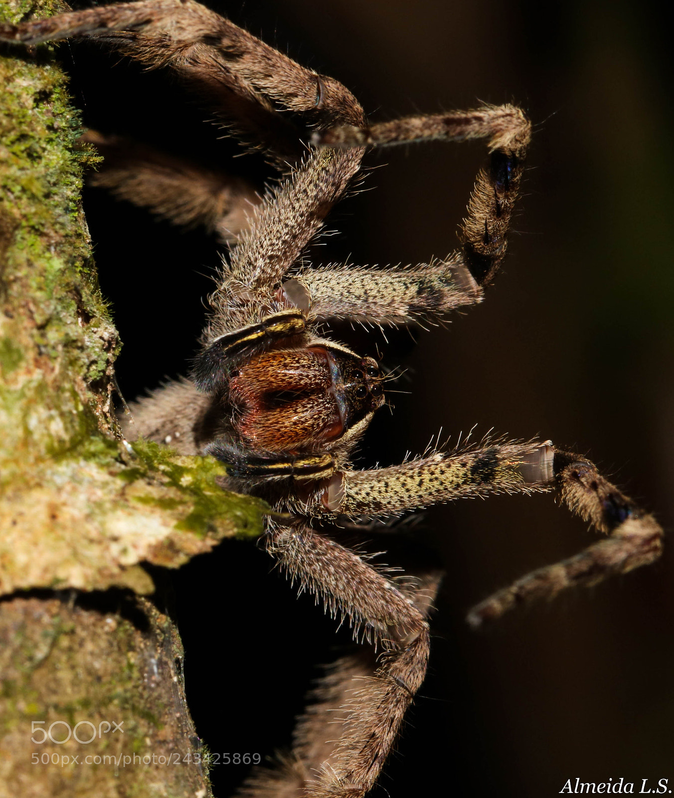 Canon EOS 750D (EOS Rebel T6i / EOS Kiss X8i) sample photo. Amazon wandering spider photography