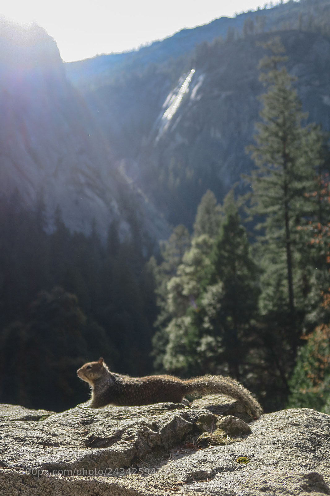 Canon PowerShot G7 X sample photo. Squirrel in yosemite nationalpark photography