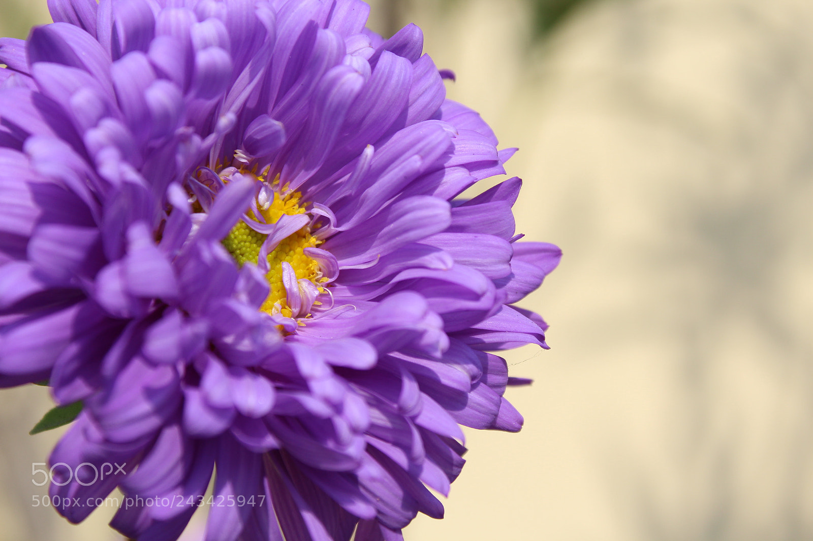Canon EOS 1300D (EOS Rebel T6 / EOS Kiss X80) sample photo. Purple flower photography
