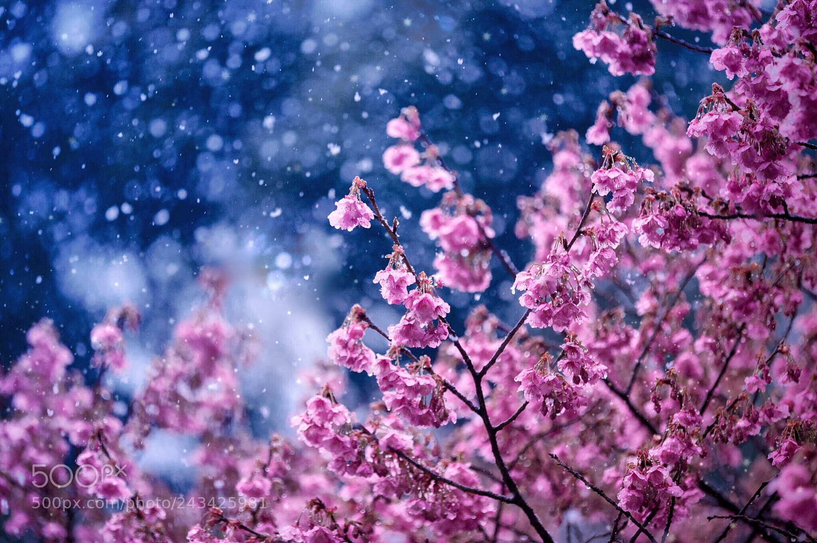 Sony a7 II sample photo. Cherry blossoms in the photography
