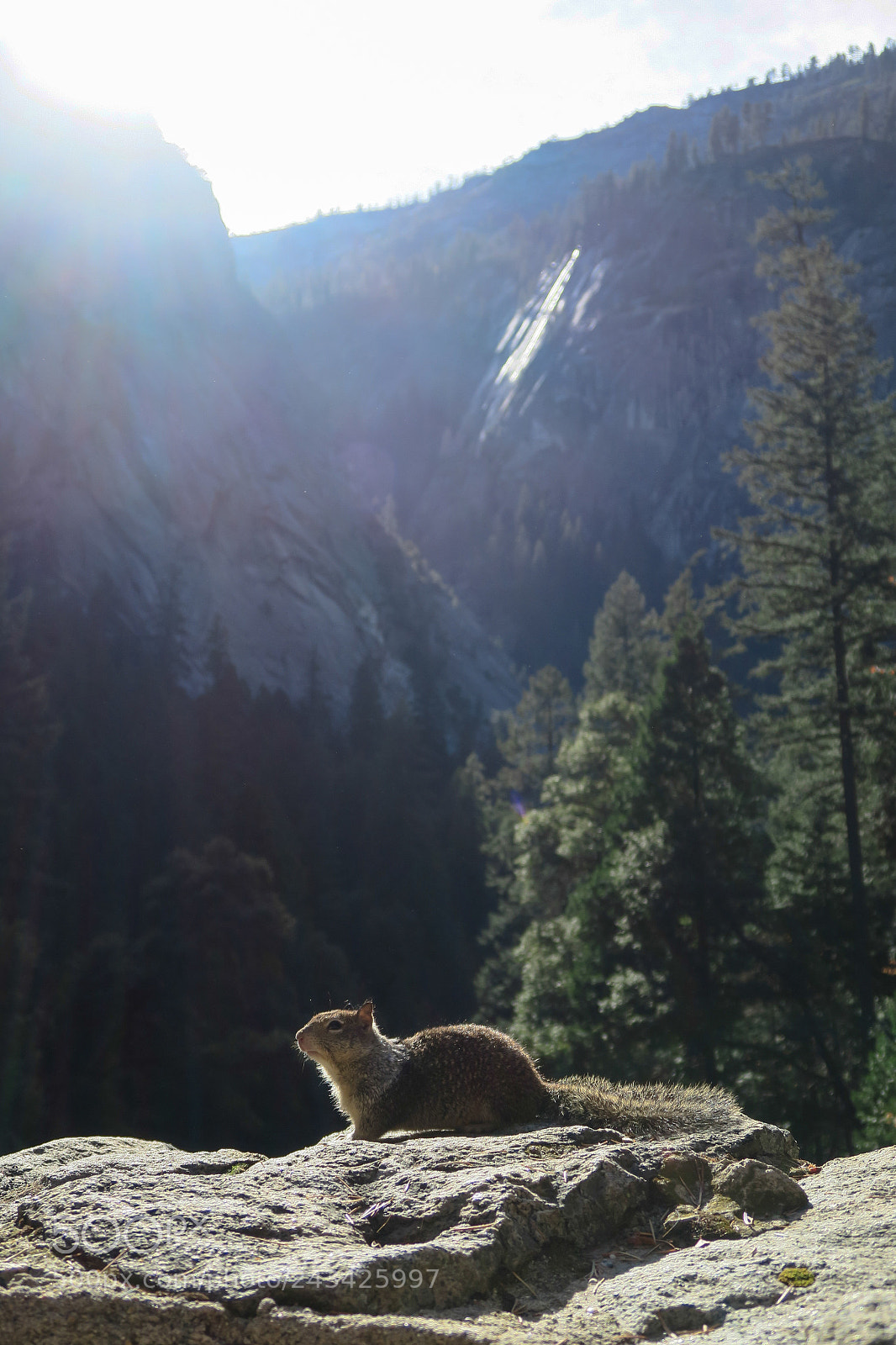 Canon PowerShot G7 X sample photo. Squirrel in yosemite nationalpark photography
