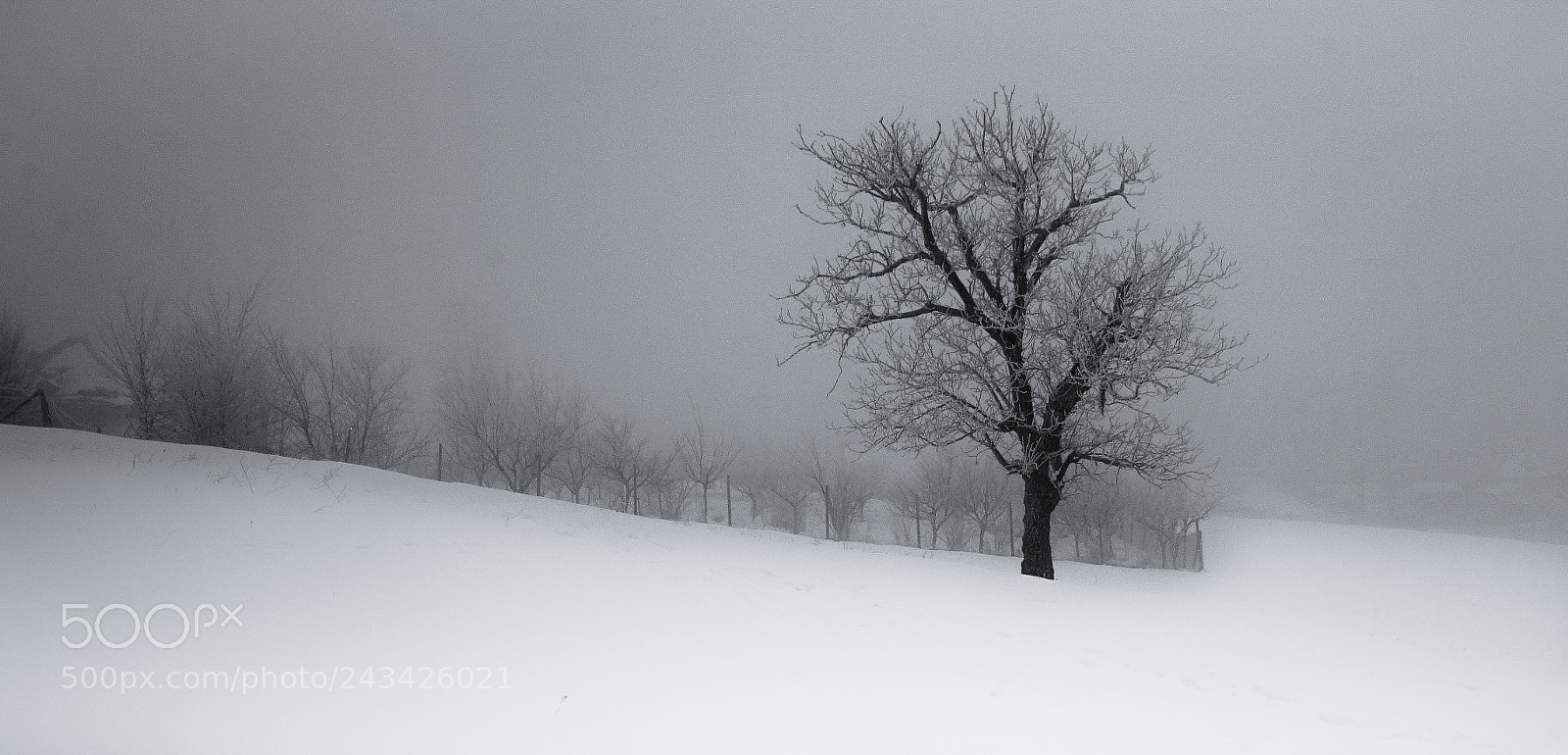 Sony a7 II sample photo. Alone photography