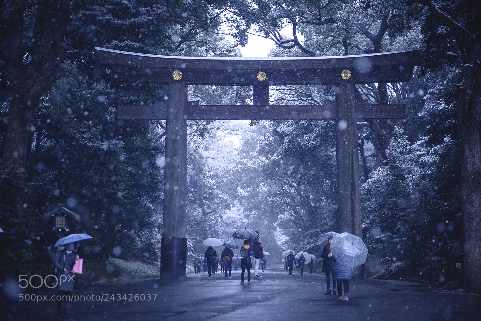 Nikon D810 sample photo. Silent beauty photography