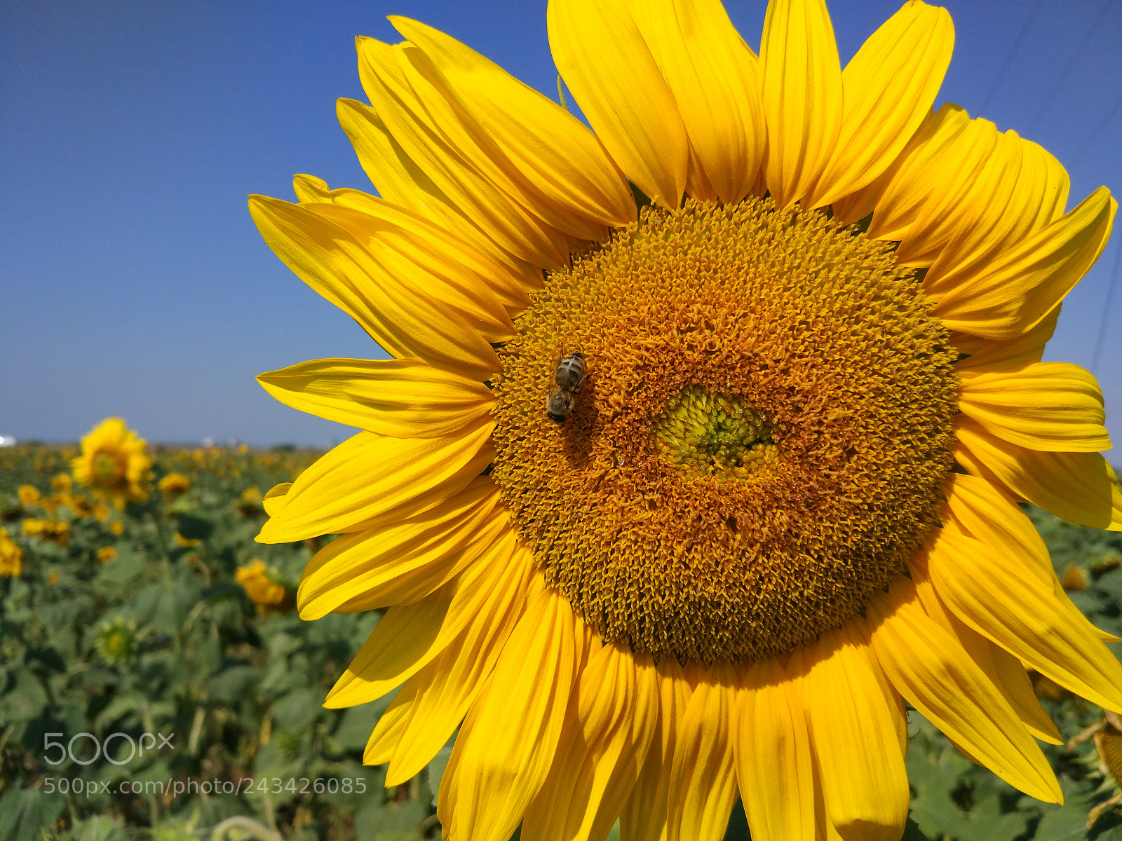 Xiaomi MI 5 sample photo. Untitled photography