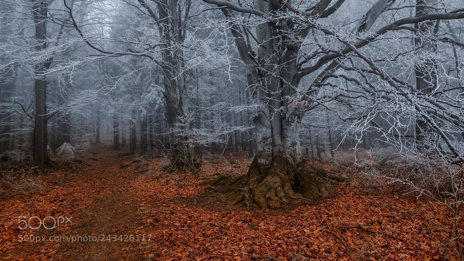 Nikon D7100 sample photo. Woods near kremesnik hill photography