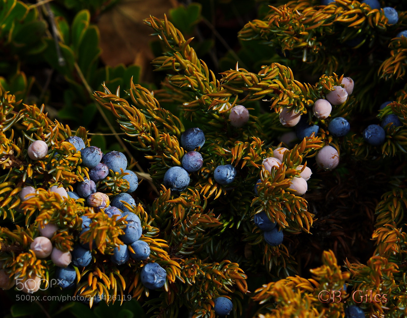 Pentax K-5 IIs sample photo. Juniper blue photography