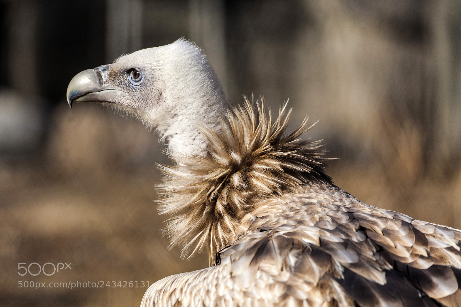 Canon EOS 5D sample photo. Vulture photography
