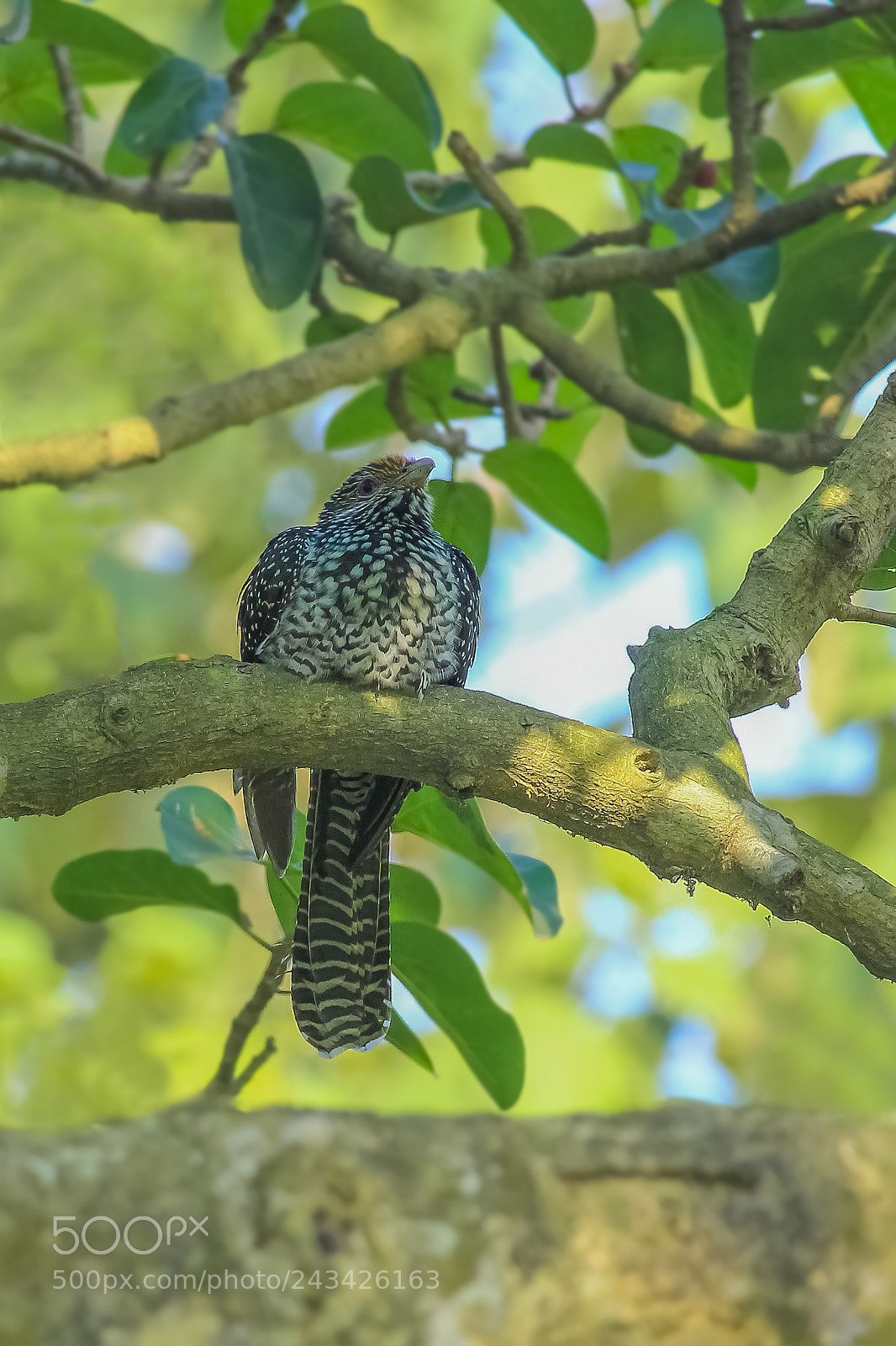 Canon EOS 60D sample photo. Asian lady cuckoo photography