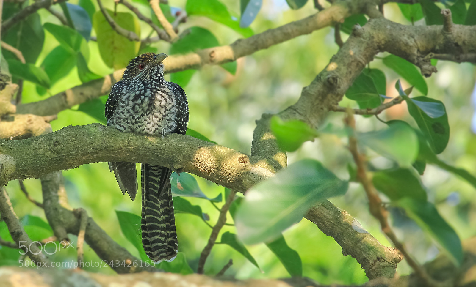 Canon EOS 60D sample photo. Asian lady cuckoo photography