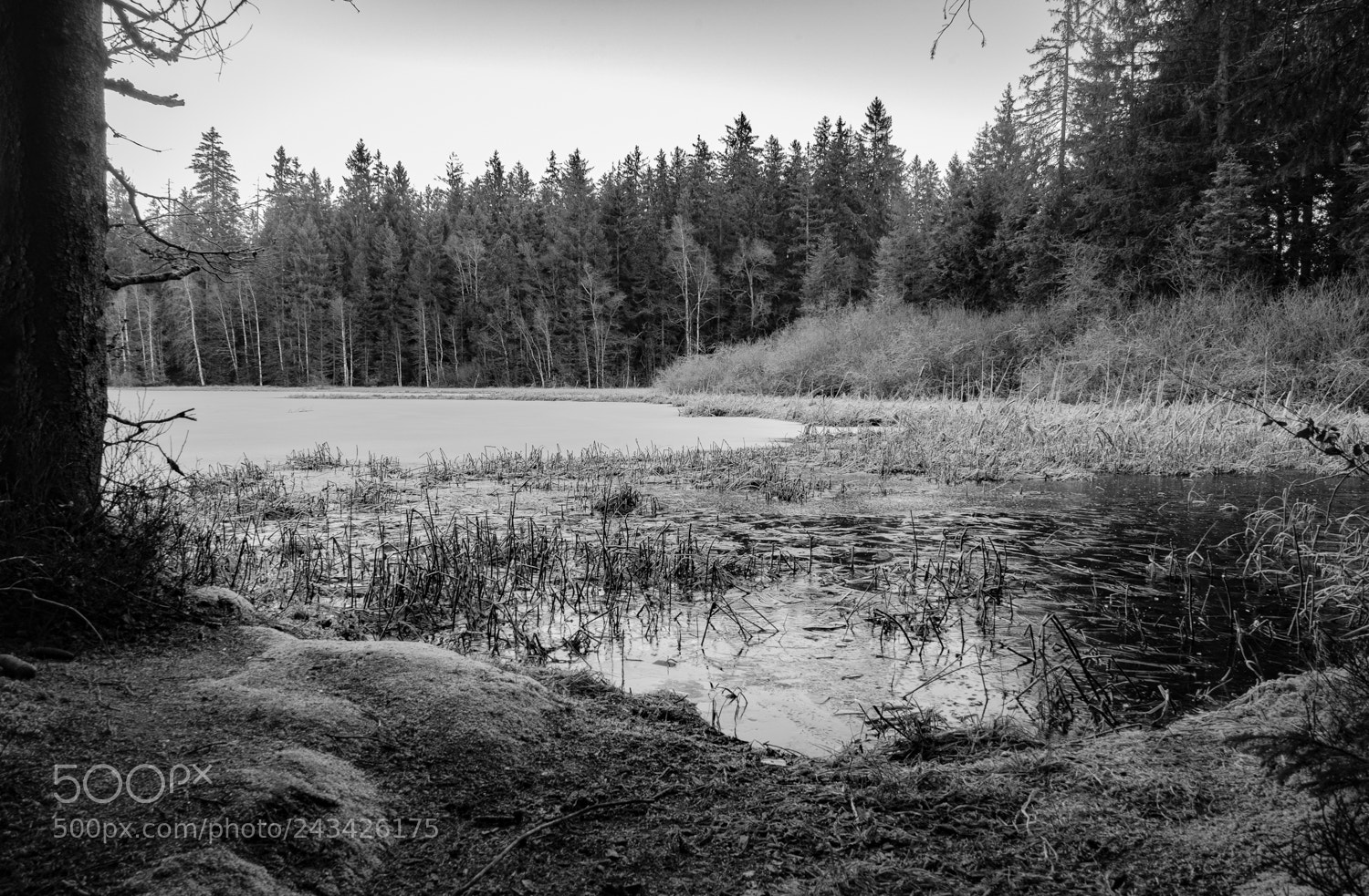 Sony a7 II sample photo. Jura s/w photography